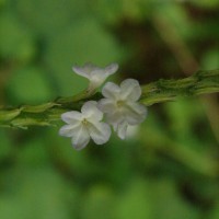 Stachytarpheta cayennensis (Rich.) Vahl